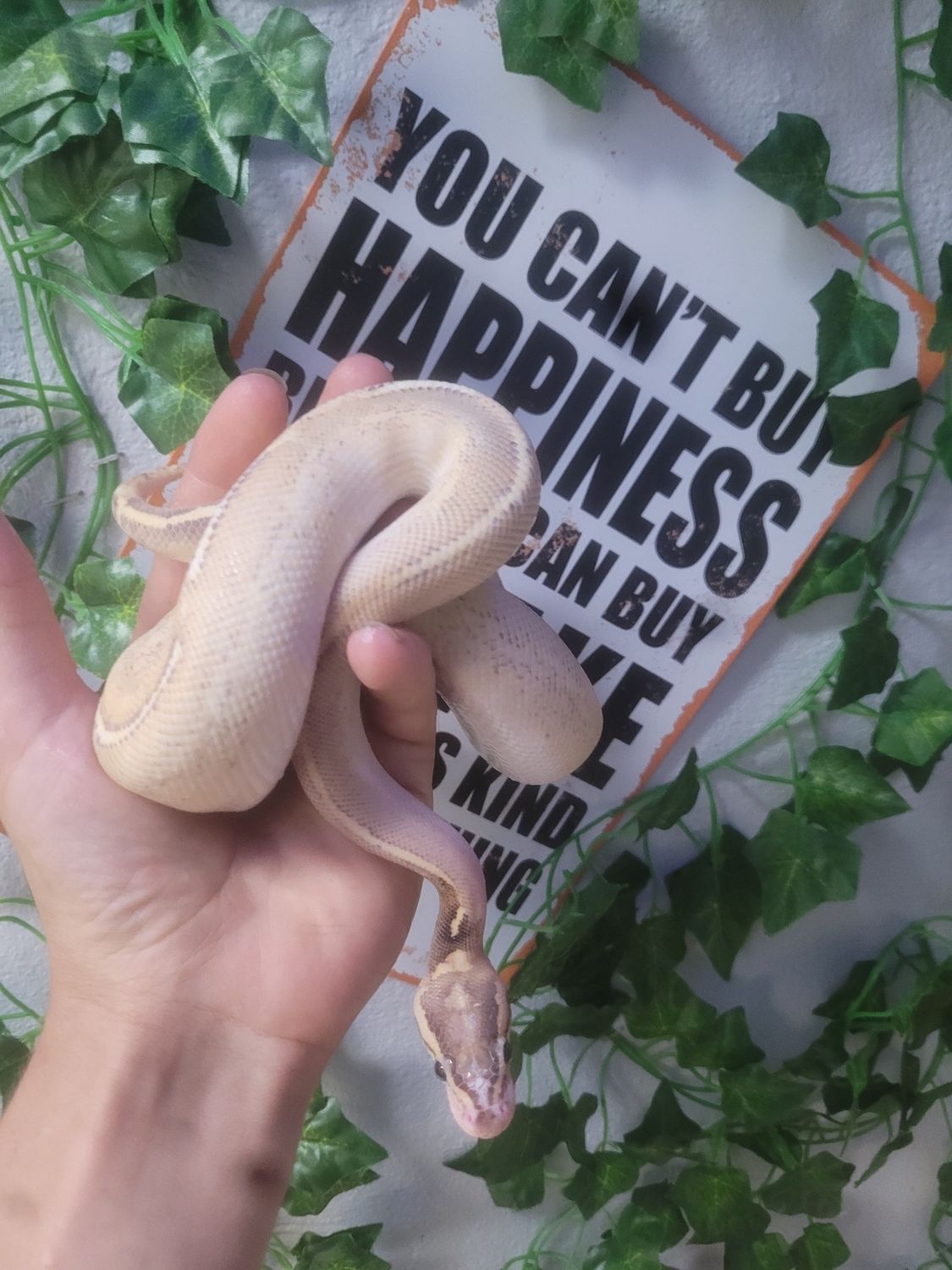 Highway, Enchi, Ball Python