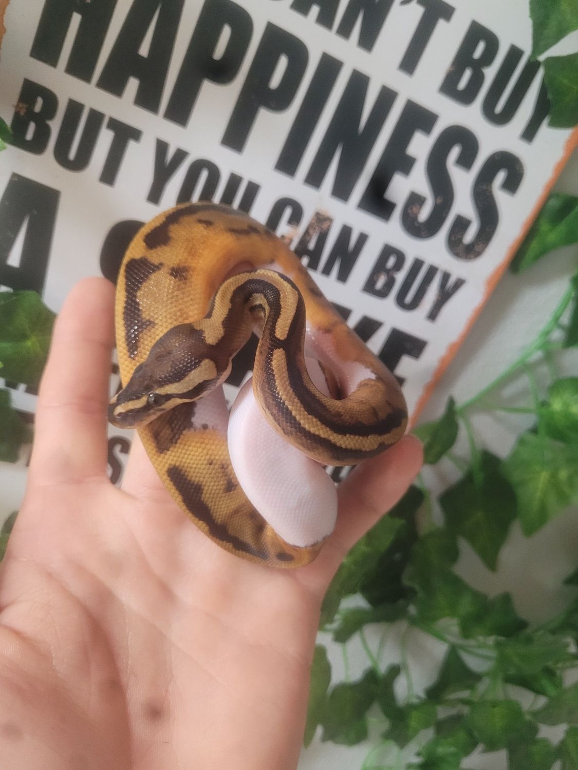 Enchi, Pied, Ball Python