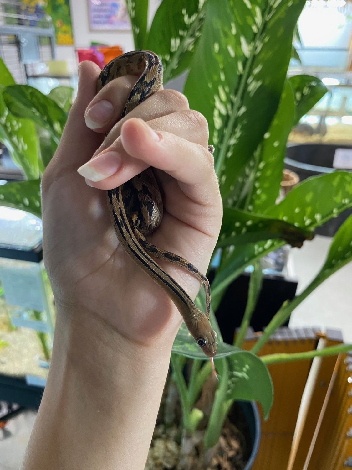 Trans-Peco Rat Snake