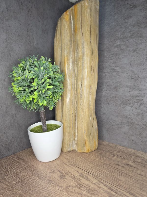 HUGE Petrified Wood Stump!