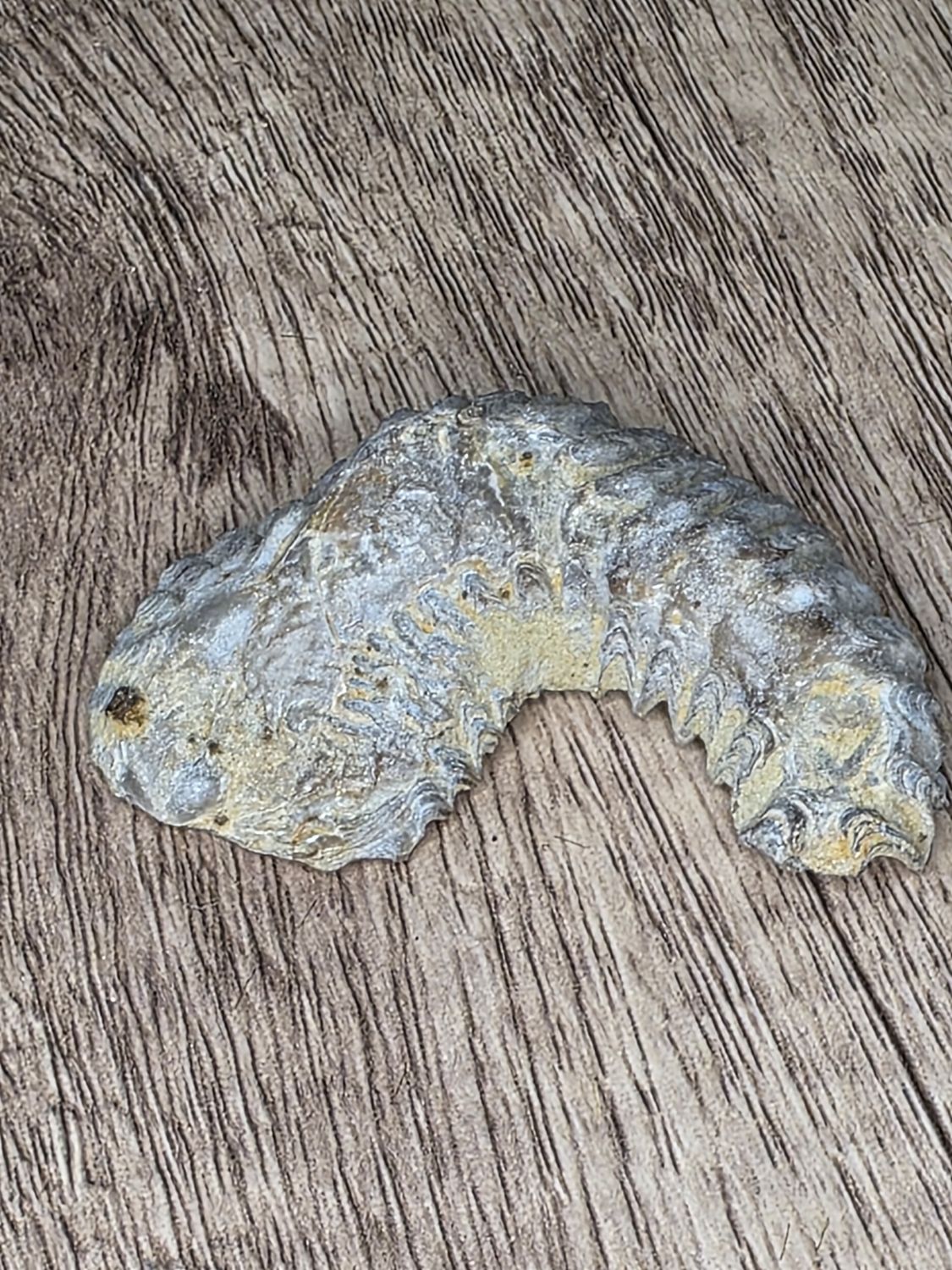 Zipper Oyster Fossil