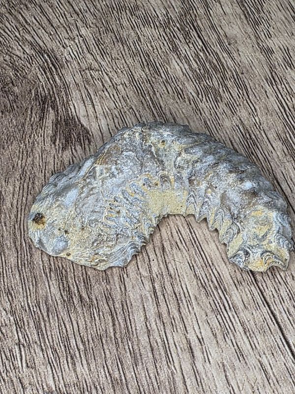 Zipper Oyster Fossil