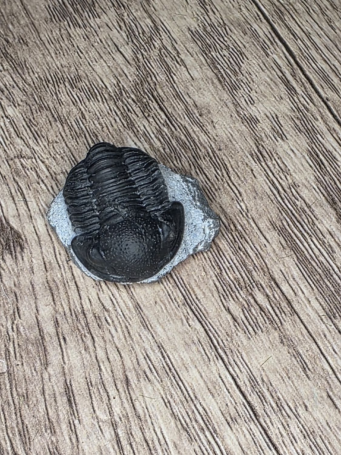 Trilobite Fossil in matrix