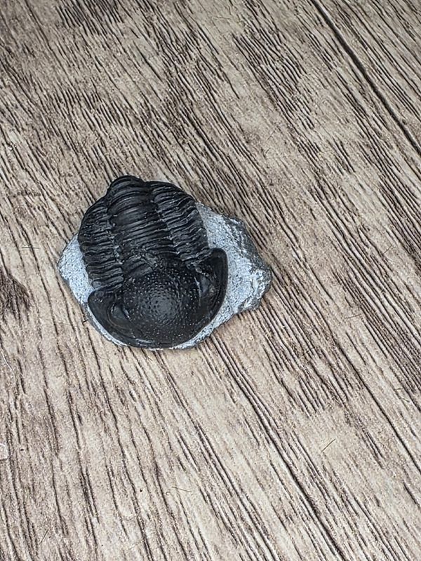 Trilobite Fossil in matrix