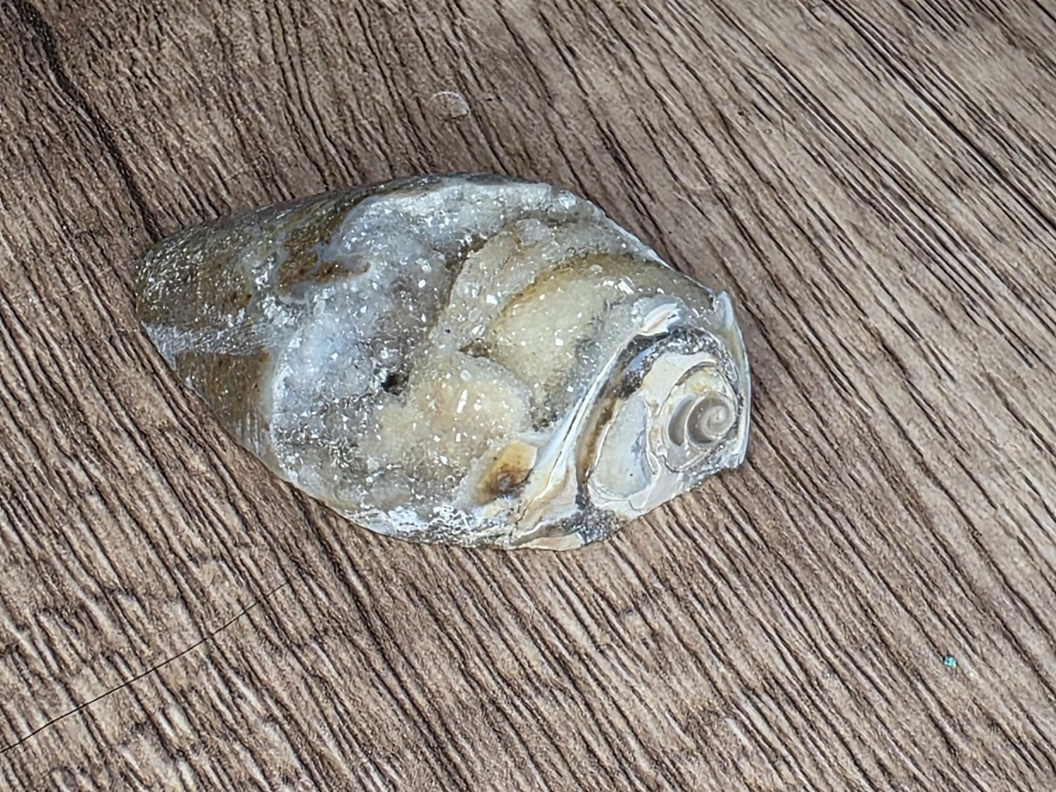 Druzy, Fossilized Seashell