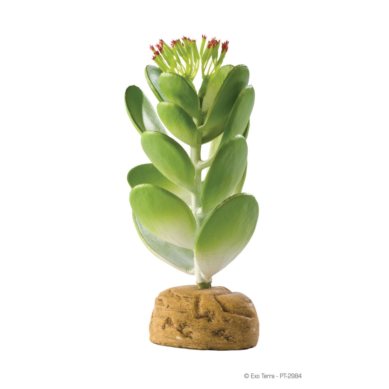 Exo Terra Jade Cactus Terrarium Plant