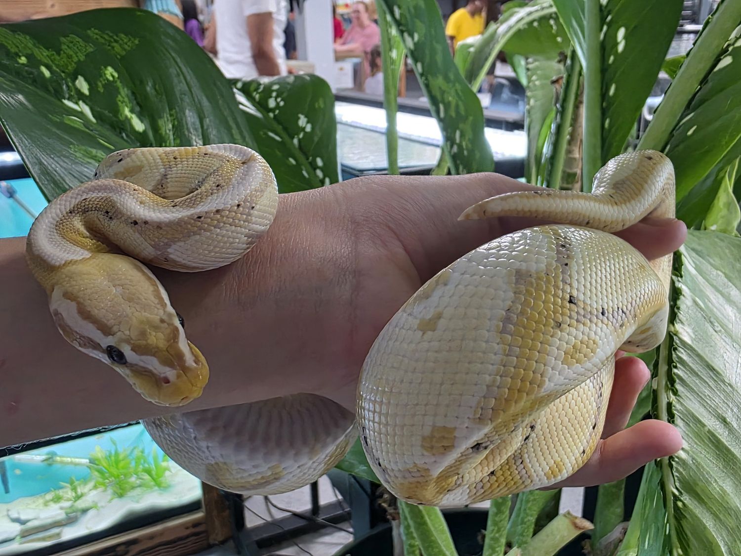 Banana, Enchi, Blade, Ball Python