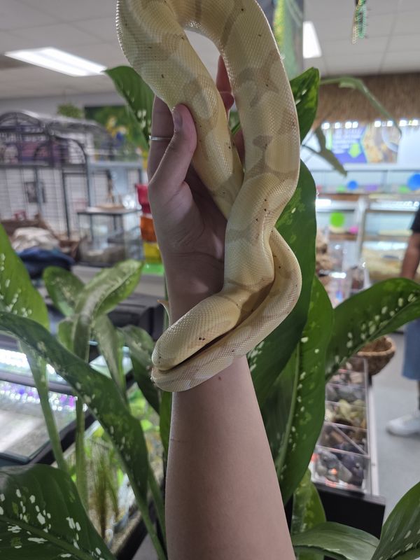 Banana, Blade, Ball Python