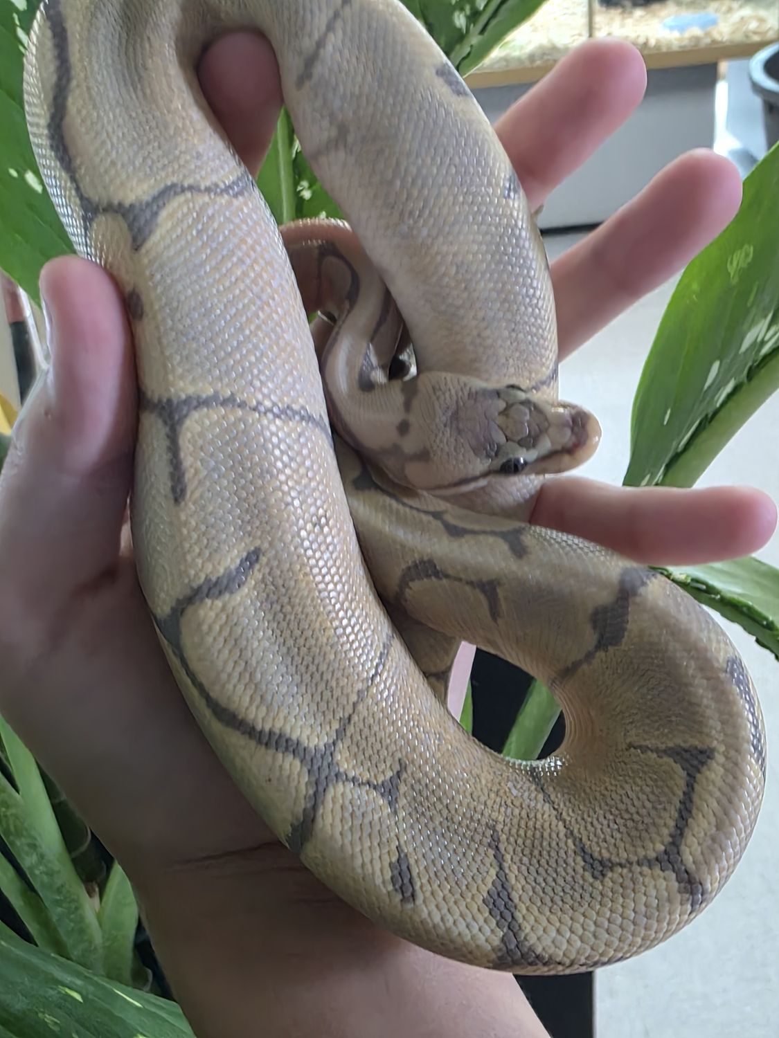 Hypo Spider, het Red Axanthic, Ball Python