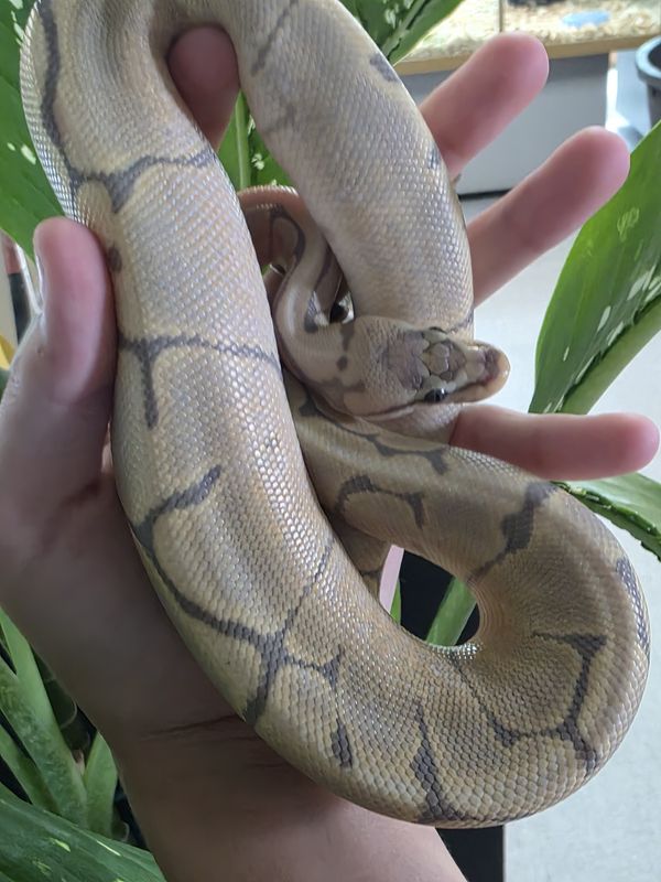 Hypo Spider, het Red Axanthic, Ball Python