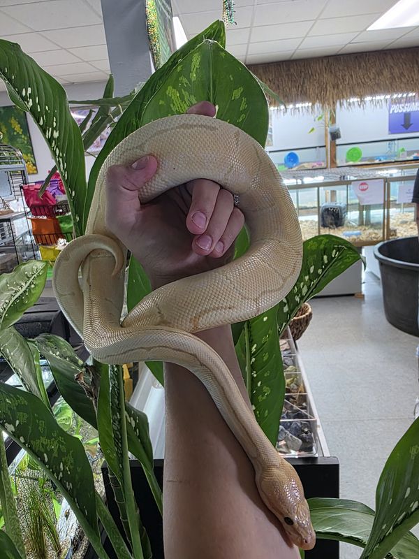Banana, Enchi, Pinstripe, Ball Python