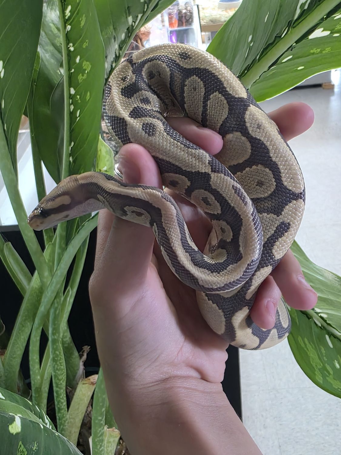 Fire, Hypo, Ball Python