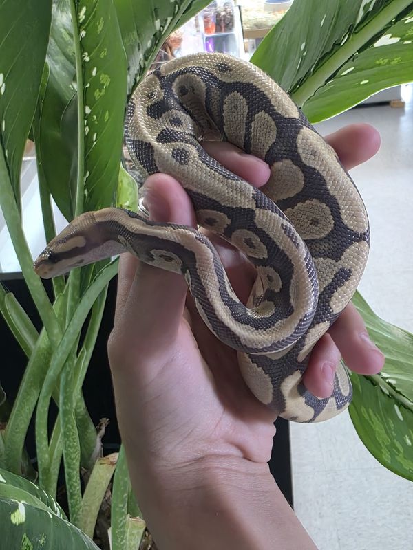 Fire, Hypo, Ball Python