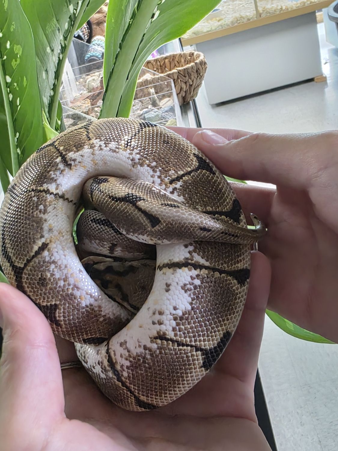 Spider, Ball Python (no wobble!)