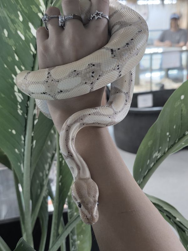 Banana, Pastel, pos. Blade, Ball Python