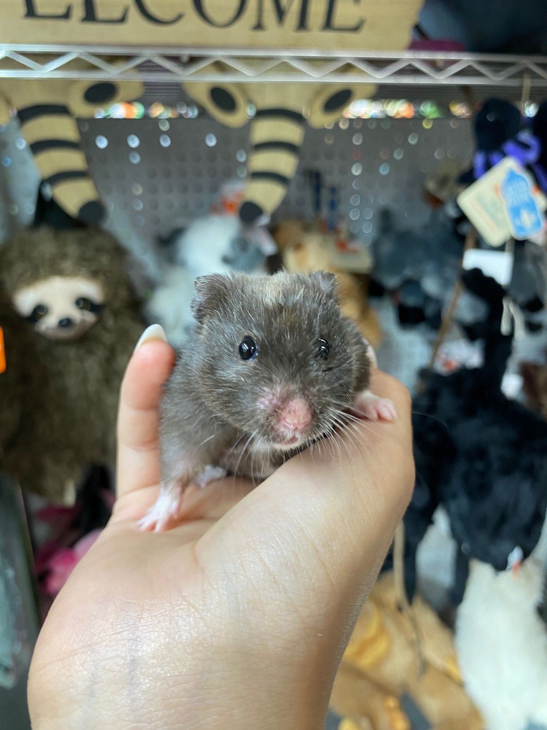 Tortoise Shell Hamster