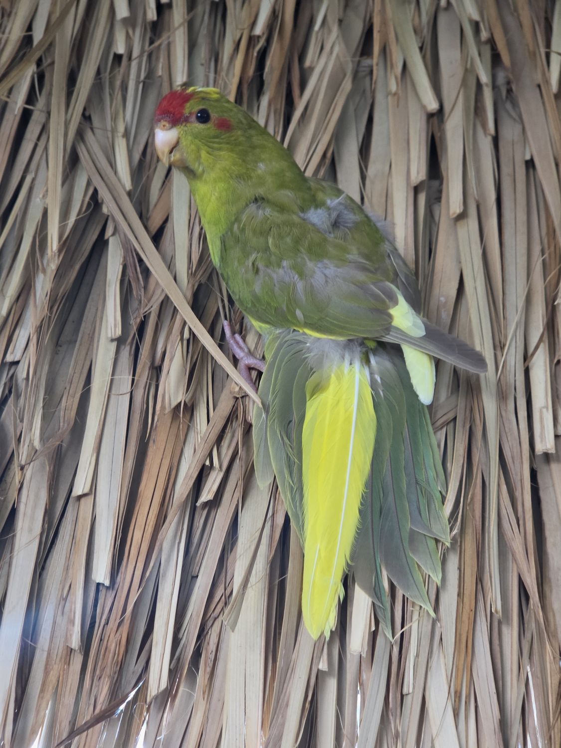Kakariki Bird