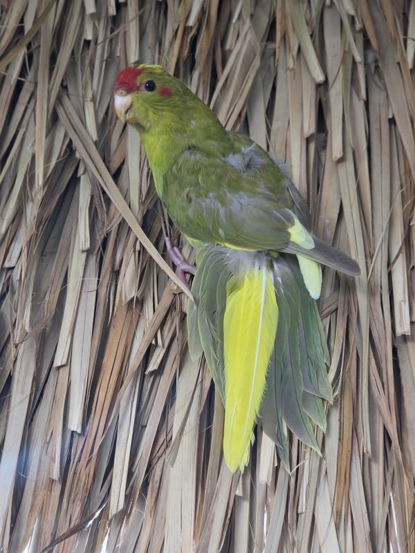 Kakariki Bird