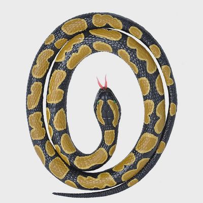 Rubber Snakes Ball Python