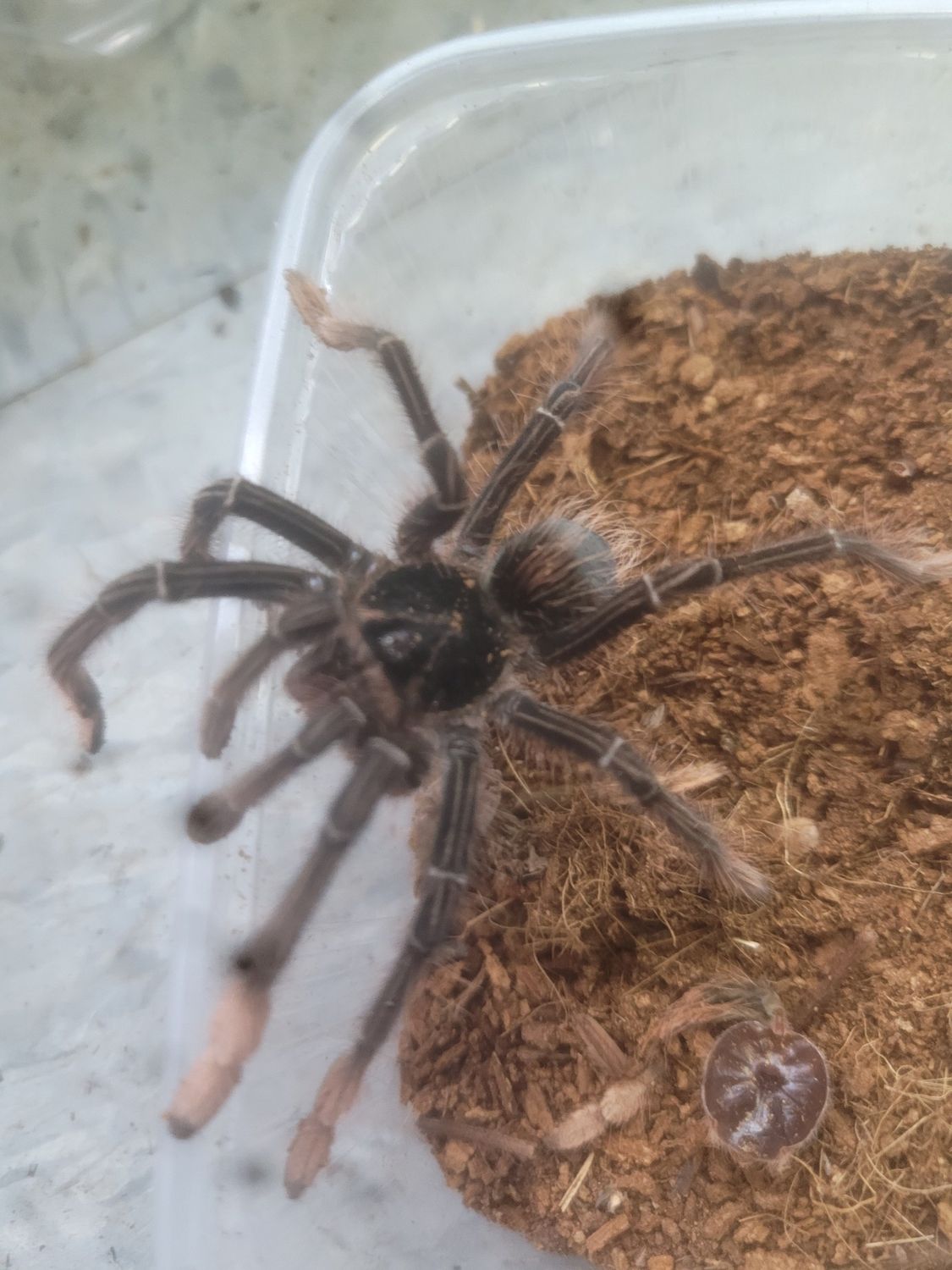 Goliath Pinkfoot, Tarantula