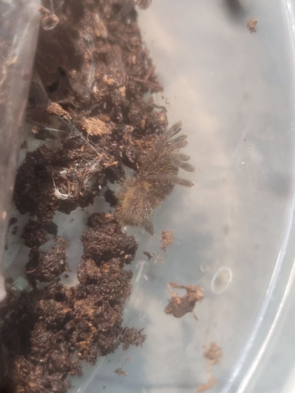 Orange Baboon, Tarantula