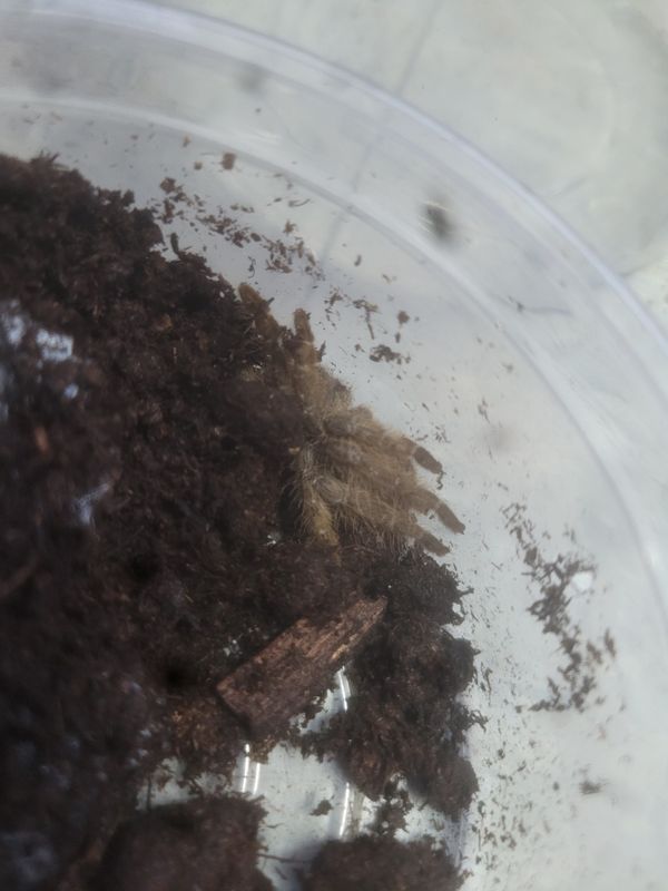 Ornamental Baboon  Tarantula
