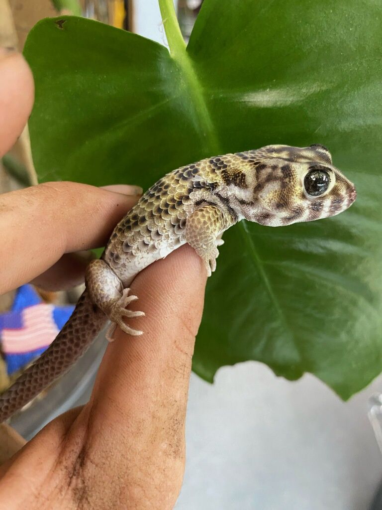 Russian Frog Eyed Gecko