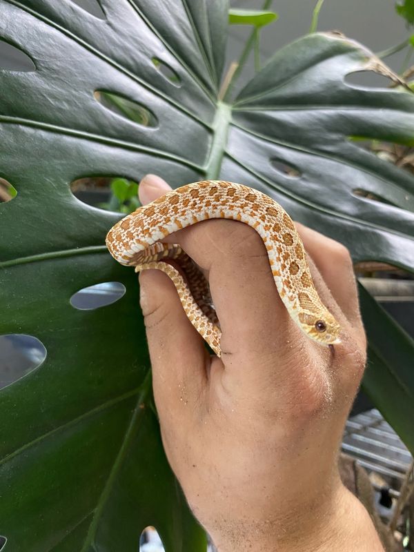 Toffee Western Hognose
