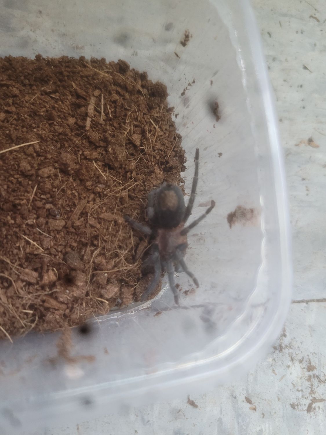 Cobalt Red Rump, Tarantula