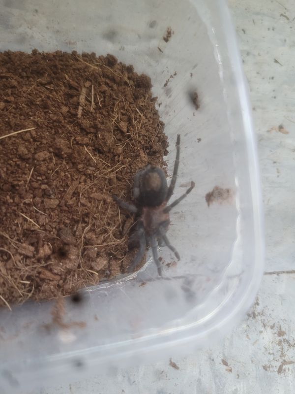 Cobalt Red Rump, Tarantula