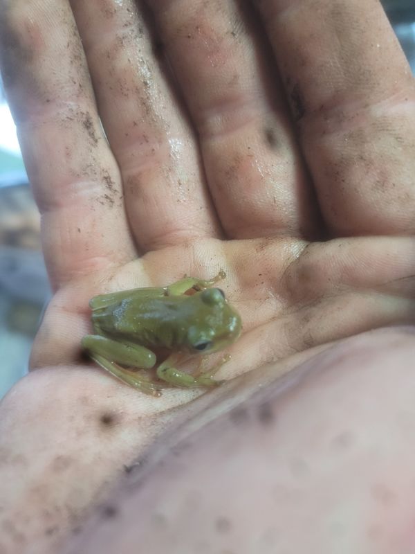 Blue Eyed, Whites Tree Frog