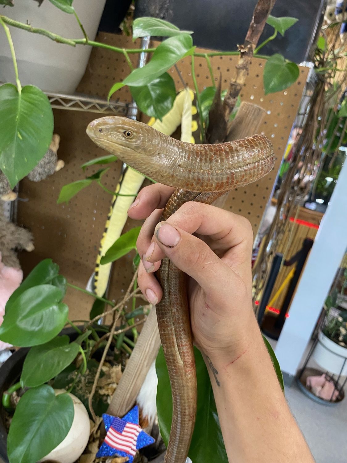 European Giant Legless Lizard