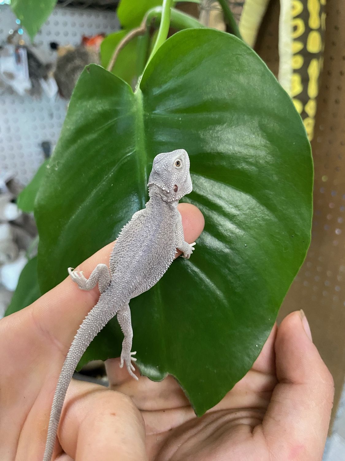 Zero Bearded Dragon, baby