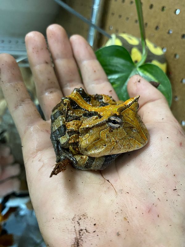 Brown Suriname Horned Frog