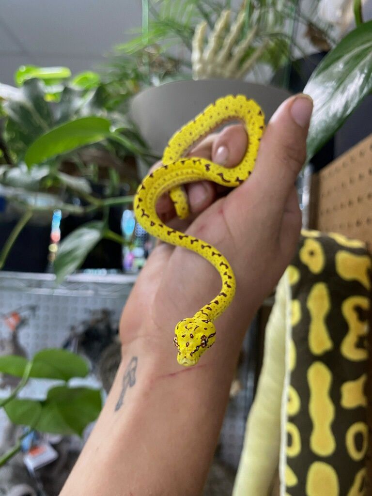 Yellow Biak Green Tree Python