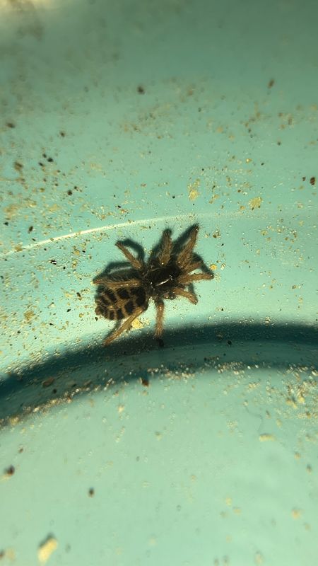 Argentine Dwarf Fire Rump Tarantula .25"