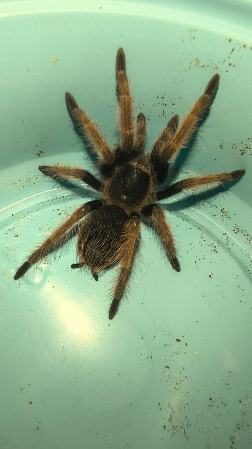 Mexican Pink Beauty, Tarantula