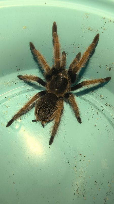 Mexican Pink Beauty, Tarantula