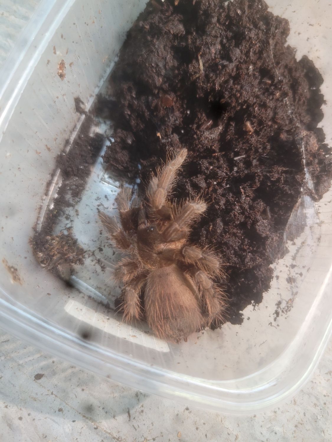 Caribbean Bronze, Tarantula