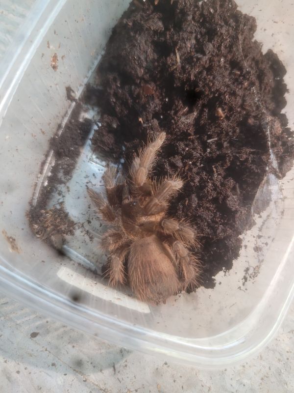 Caribbean Bronze, Tarantula