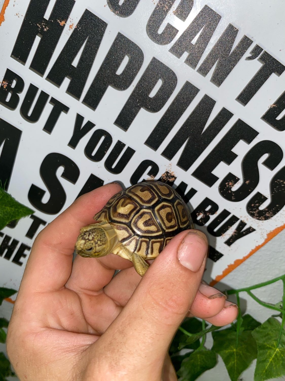 Leopard  Tortoise