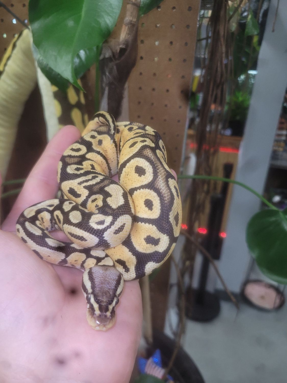 Pastel, Ball Python