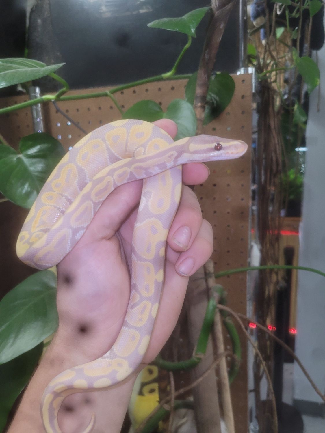 Banana, Ball Python