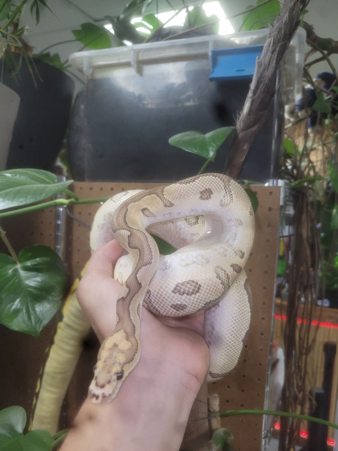 Clown, Spot Nose, Yellow Belly, Ball Python