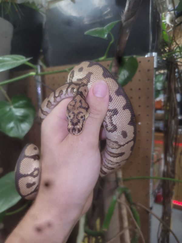 Clown, Disco Fire, Ball Python
