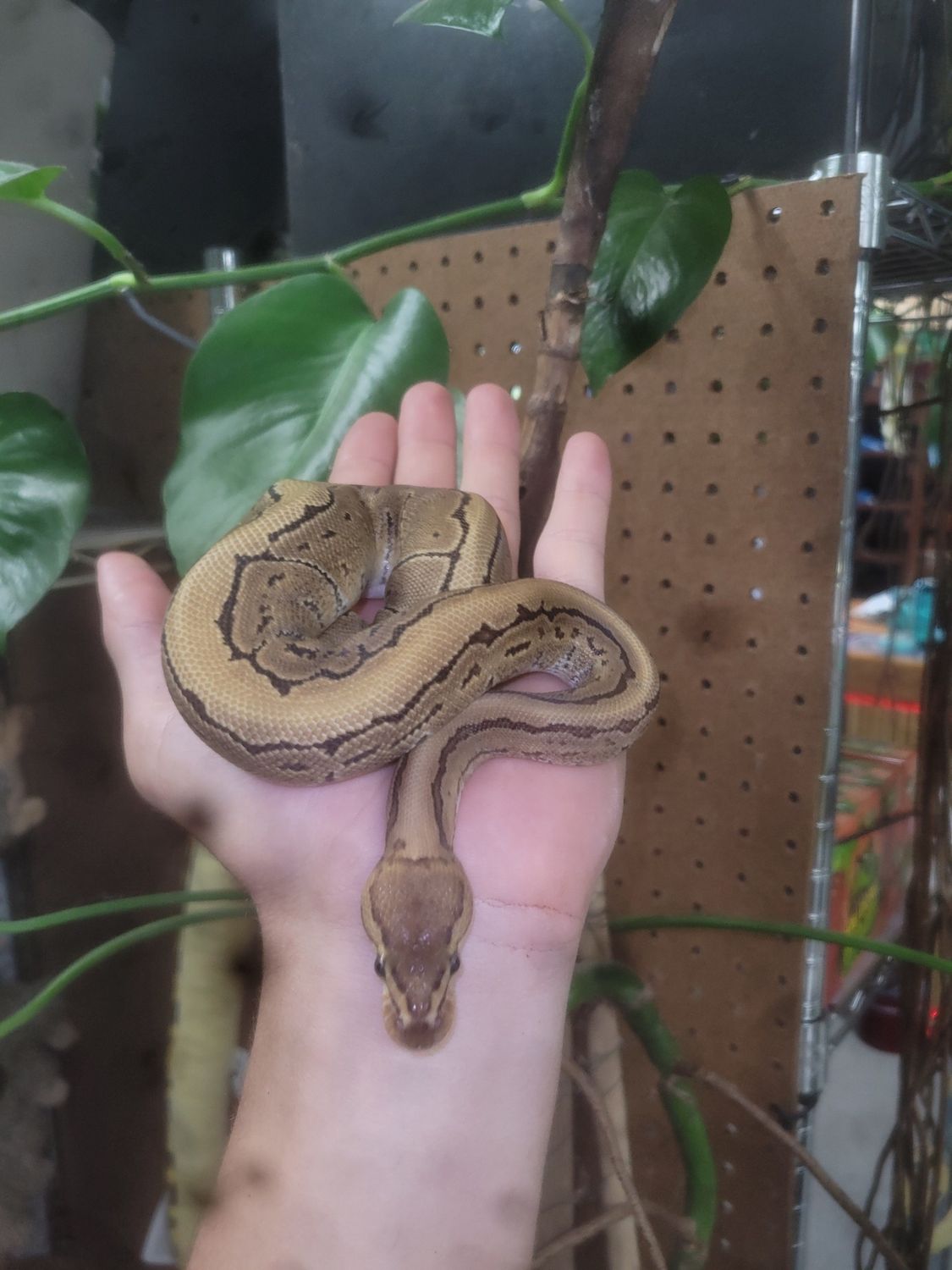 Pinstripe, Ball Python