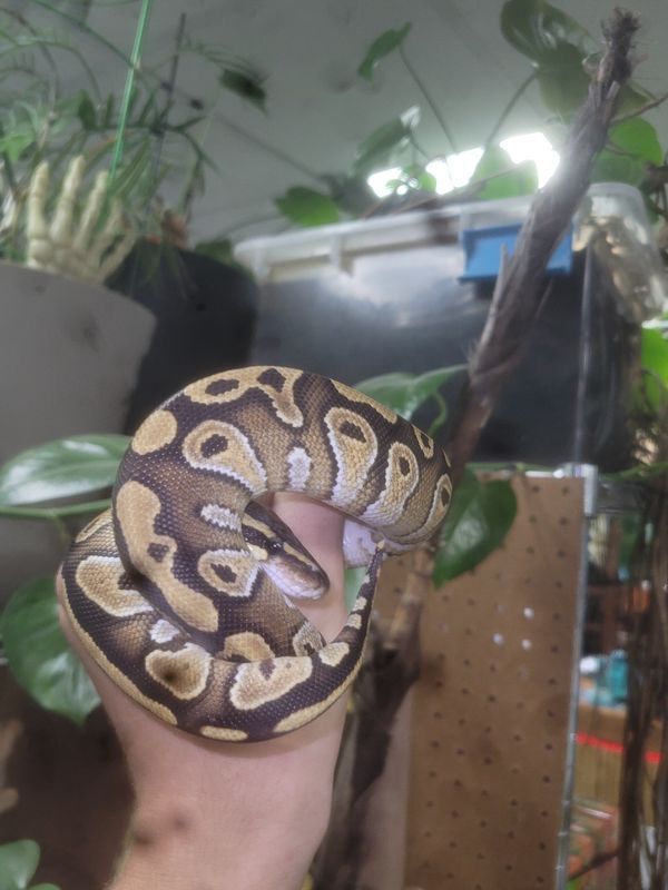 Mojave, Ball Python