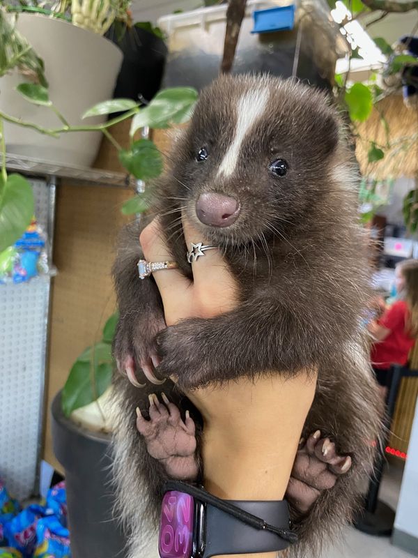 Skunks, set one.  Discounted!