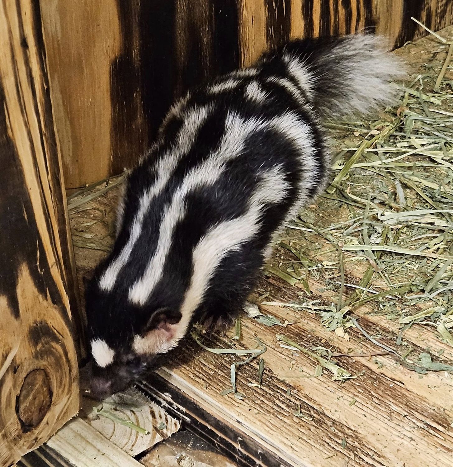 Spotted Skunks, breeding pair!