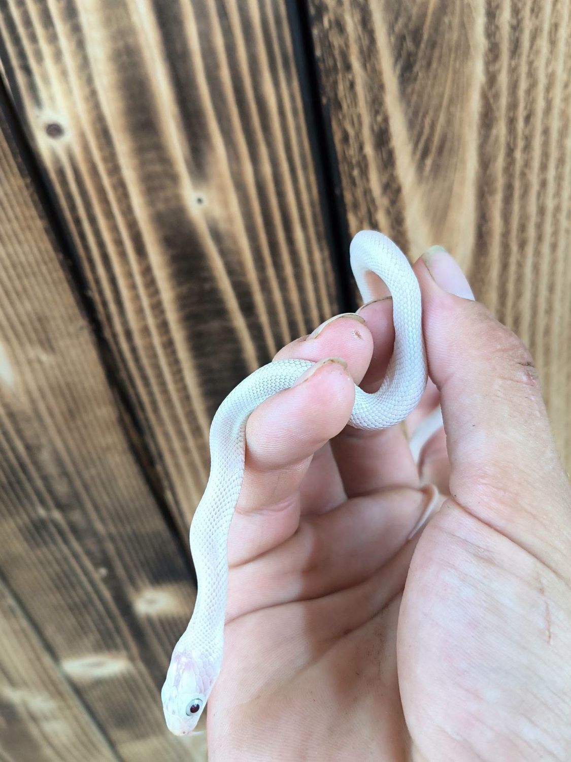 Leucistic TX Rat Snake